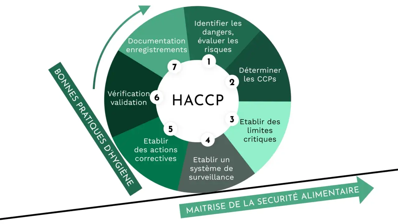 Diagramme circulaire illustrant les 7 principes HACCP pour la maîtrise de la sécurité alimentaire, incluant l'identification des dangers, la détermination des CCPs, et les bonnes pratiques d'hygiène.